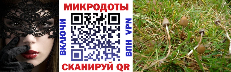 хочу наркоту  Гусиноозёрск  Псилоцибиновые грибы Psilocybine cubensis 